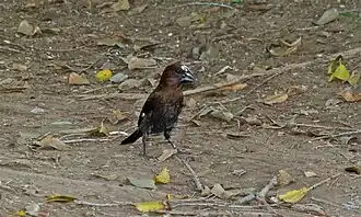 Male foraging on ground on a river bank