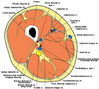 Cross section of thigh