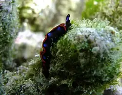 Thuridilla indopacifica