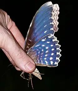 Showing the iridescent underside, French Guiana