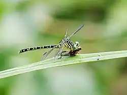 female