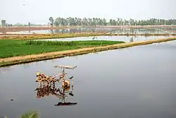 Photograph of rice paddy fields and waterways with embankments