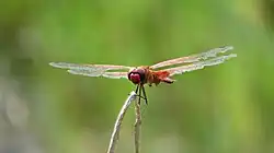 Male with tatty wings