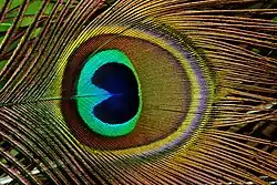 Peacock feather (detail)