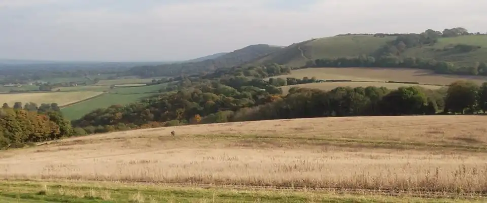 Treyford Hill showing typical Downs topography of steep wooded northern slope (left), gently sloping southern slope of pasture and woodland.
