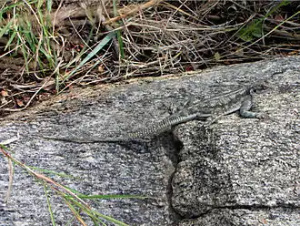 Full view, Serengeti National Park, Tanzania