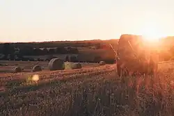 large cylindrical bales in a field which has been cut, lit by a low golden sun