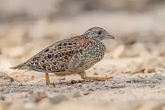 Turnix varius - Castlereigh nature reserve