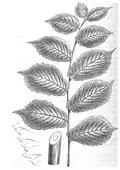 Leaf-drawing (1848) of Osborne and Morren's 'Superba', leaves to 26 × 15  cm.[3]