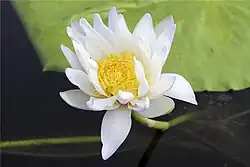 Nymphaea sp.