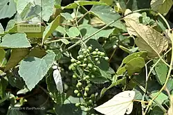 Picture of V. bellula or beautiful grape