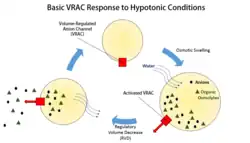 Basic outline of a VRAC in RVD.