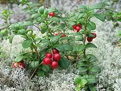 Lingonberry