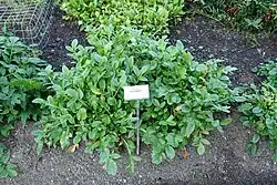 At the Bergianska trädgården