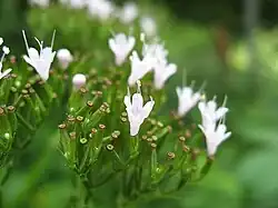 Extreme close-up of flowering structures