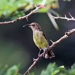 female C. v. falkensteini, Kenya