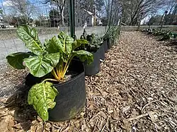 Grows bags provide a flexible and mobile gardening environment for land labs. Chard and kale are growing in these grow bags.
