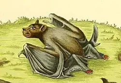 Drawing of brown bat