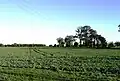 Narrow-leaved elms near Tillingham, Dengie peninsula, Essex (2010)[29][30]