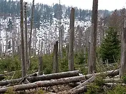 View from the Eckerlochstieg. You can see a lot of trees with snow and a mountain in the background.