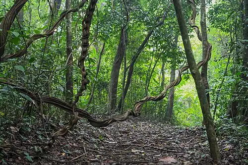 Vines across path through dense forest