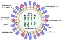 Diagram of influenza A virus virions