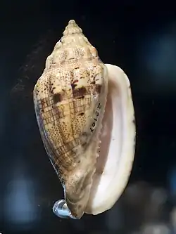 A shell of the De Marcoi's volute, Voluta polypleura