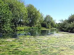 Waddon Ponds looking south-east from northern end