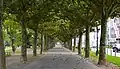 A treed promenade of the Warmer Damm, running adjacent to Wilhelmstraße