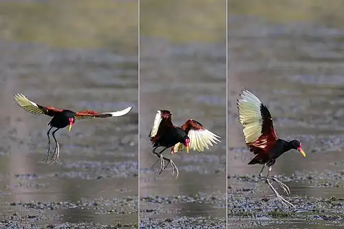 J. j. jacana alighting the Pantanal, Brazil