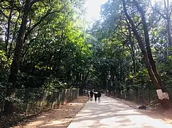 Way to Temple through forest