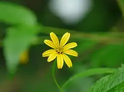 Yellow flower of Lipoblepharis urticifolia