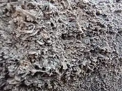 Numerous invertebrate marine fossils in the upper portion of Westerville Limestone, Cherryvale Formation, Lower Linn Subgroup, Kansas City Group. Raytown, Missouri.