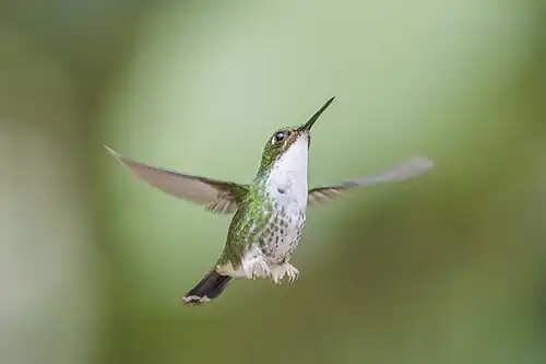 female O. u. melanantherus, Ecuador