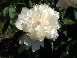 Peony