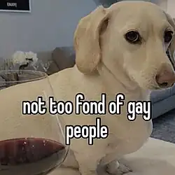 Whitney Chewston, a white dachshund. She is standing on a counter top next to a glass of red wine. The text in the image reads "not too fond of gay people". Whitney looks annoyed or put off in this photo, adding to the humor of the caption.