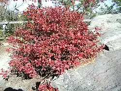 Wild blueberry in autumn foliage, Pilot Mountain, North Carolina, in October