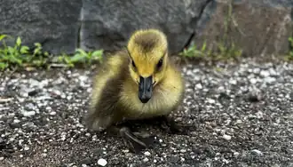 Gosling in Jersey City, New Jersey, US