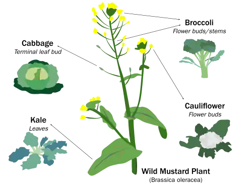 Image 11Selective breeding enlarged desired traits of the wild cabbage plant (Brassica oleracea) over hundreds of years, resulting in dozens of today's agricultural crops. Cabbage, kale, broccoli, and cauliflower are all cultivars of this plant. (from Plant breeding)