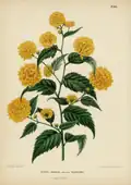 Kerria japonica, idem, [1868]