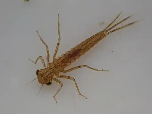 Red damselfly nymph observed on the North Island, New Zealand