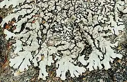 Xanthoparmelia plittii