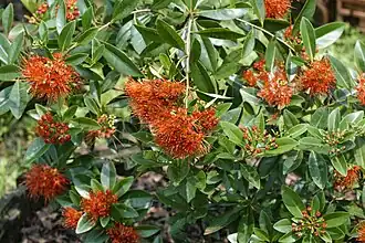 Xanthostemon youngii