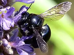 Southern carpenter bee, Jocelyn Nungaray NWR