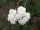 Achillea millefolium, common yarrow, Potawatomi State Park
