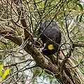 Yellow-tailed black-cockatoo searching for insect larvae under A. aulacocarpa bark