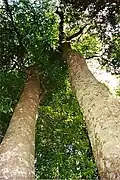 Yellow carabeen (left) and Antarctic beech (right) at Mount Banda Banda