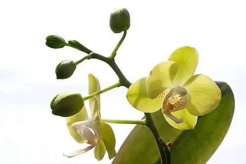 Greenish-yellow cultivar