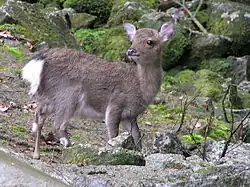 Animal populations among insular environments, which at times naturally lack apex predators,[note 3] may be controlled through a natural processes even without human interventions.[29]