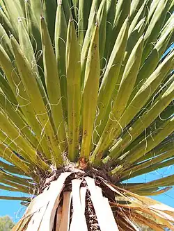 Underside of leaves, giant Spanish dagger (Yucca carnerosana)